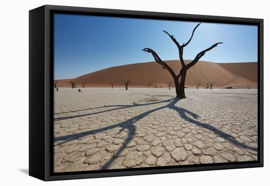 The Dead Acacia Trees of Deadvlei at Sunrise-Alex Saberi-Framed Premier Image Canvas