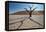 The Dead Acacia Trees of Deadvlei at Sunrise-Alex Saberi-Framed Premier Image Canvas