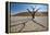 The Dead Acacia Trees of Deadvlei at Sunrise-Alex Saberi-Framed Premier Image Canvas