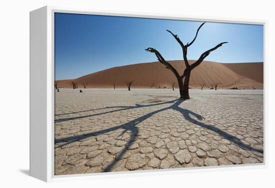 The Dead Acacia Trees of Deadvlei at Sunrise-Alex Saberi-Framed Premier Image Canvas