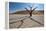 The Dead Acacia Trees of Deadvlei at Sunrise-Alex Saberi-Framed Premier Image Canvas