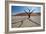 The Dead Acacia Trees of Deadvlei at Sunrise-Alex Saberi-Framed Photographic Print