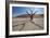 The Dead Acacia Trees of Deadvlei at Sunrise-Alex Saberi-Framed Photographic Print