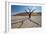 The Dead Acacia Trees of Deadvlei at Sunrise-Alex Saberi-Framed Photographic Print