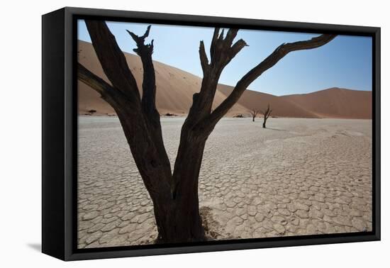 The Dead Acacia Trees of Deadvlei at Sunrise-Alex Saberi-Framed Premier Image Canvas