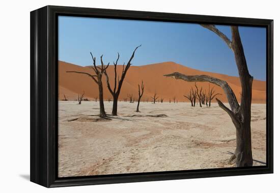 The Dead Acacia Trees of Deadvlei at Sunrise-Alex Saberi-Framed Premier Image Canvas