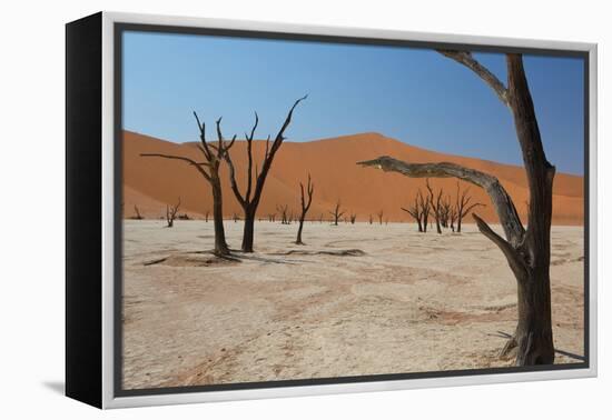 The Dead Acacia Trees of Deadvlei at Sunrise-Alex Saberi-Framed Premier Image Canvas