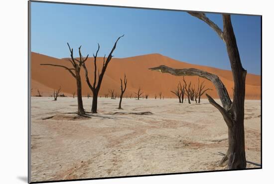 The Dead Acacia Trees of Deadvlei at Sunrise-Alex Saberi-Mounted Photographic Print