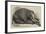 The Dead Elephant at the Gardens of the Zoological Society, Regent'S-Park-George Landseer-Framed Giclee Print