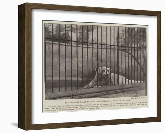 The Deceased Polar Bear at the Zoological Society's Gardens-null-Framed Giclee Print