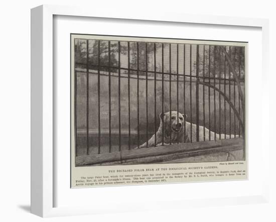 The Deceased Polar Bear at the Zoological Society's Gardens-null-Framed Giclee Print