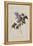 The Deep Purple Lilac, A Botanical Illustration-Georg Dionysius Ehret-Framed Premier Image Canvas