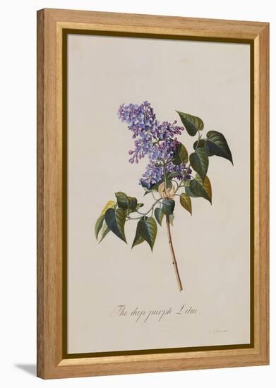 The Deep Purple Lilac, A Botanical Illustration-Georg Dionysius Ehret-Framed Premier Image Canvas