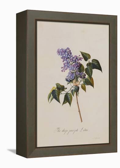 The Deep Purple Lilac, A Botanical Illustration-Georg Dionysius Ehret-Framed Premier Image Canvas