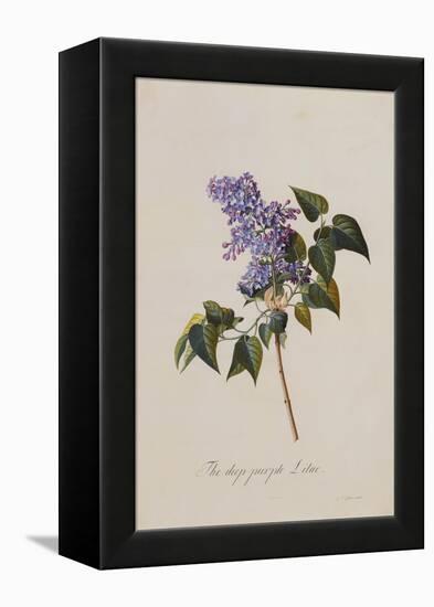 The Deep Purple Lilac, A Botanical Illustration-Georg Dionysius Ehret-Framed Premier Image Canvas