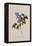 The Deep Purple Lilac, A Botanical Illustration-Georg Dionysius Ehret-Framed Premier Image Canvas