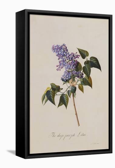 The Deep Purple Lilac, A Botanical Illustration-Georg Dionysius Ehret-Framed Premier Image Canvas