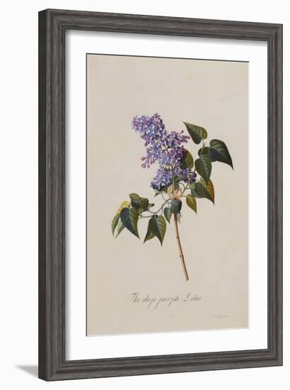 The Deep Purple Lilac, A Botanical Illustration-Georg Dionysius Ehret-Framed Giclee Print