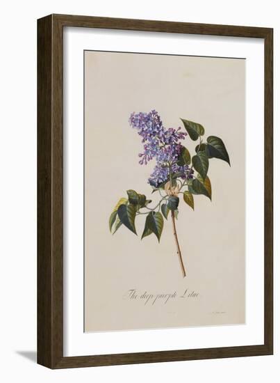 The Deep Purple Lilac, A Botanical Illustration-Georg Dionysius Ehret-Framed Giclee Print