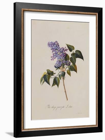 The Deep Purple Lilac, A Botanical Illustration-Georg Dionysius Ehret-Framed Giclee Print