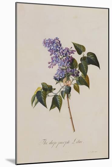 The Deep Purple Lilac, A Botanical Illustration-Georg Dionysius Ehret-Mounted Giclee Print