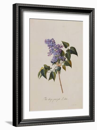 The Deep Purple Lilac, A Botanical Illustration-Georg Dionysius Ehret-Framed Giclee Print