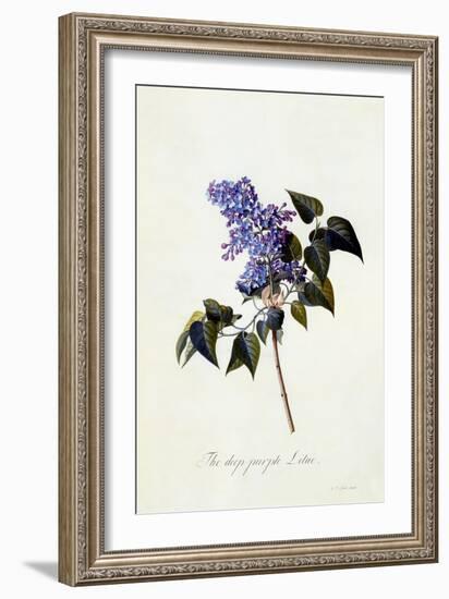 The Deep-Purple Lilac, C.1743-Georg Dionysius Ehret-Framed Giclee Print