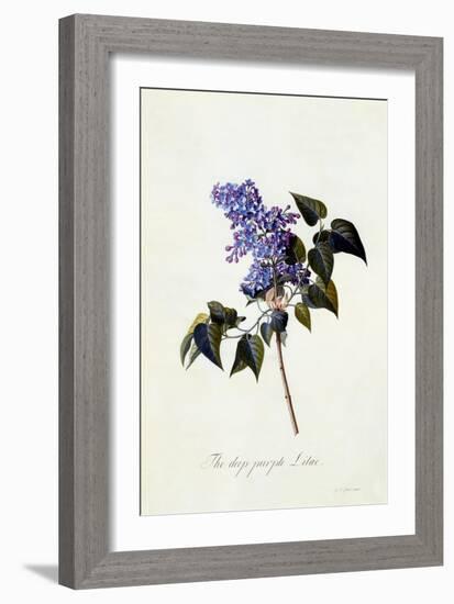 The Deep-Purple Lilac, C.1743-Georg Dionysius Ehret-Framed Giclee Print