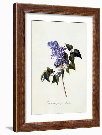 The Deep-Purple Lilac, C.1743-Georg Dionysius Ehret-Framed Giclee Print