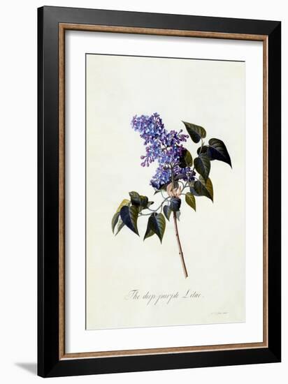 The Deep-Purple Lilac, C.1743-Georg Dionysius Ehret-Framed Giclee Print