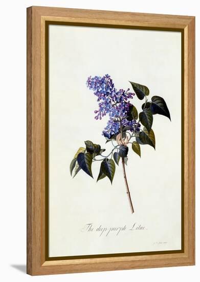 The Deep-Purple Lilac, C.1743-Georg Dionysius Ehret-Framed Premier Image Canvas