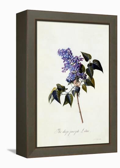 The Deep-Purple Lilac, C.1743-Georg Dionysius Ehret-Framed Premier Image Canvas