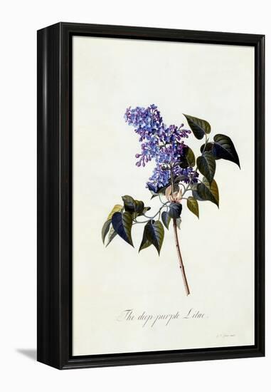 The Deep-Purple Lilac, C.1743-Georg Dionysius Ehret-Framed Premier Image Canvas