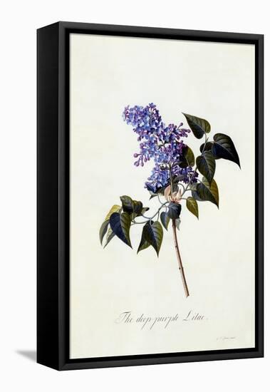 The Deep-Purple Lilac, C.1743-Georg Dionysius Ehret-Framed Premier Image Canvas