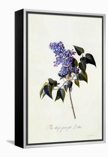 The Deep-Purple Lilac, C.1743-Georg Dionysius Ehret-Framed Premier Image Canvas