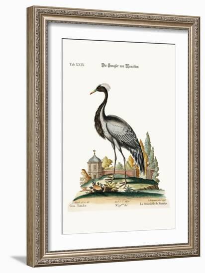 The Demoiselle of Numidia, 1749-73-George Edwards-Framed Giclee Print