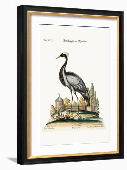 The Demoiselle of Numidia, 1749-73-George Edwards-Framed Giclee Print