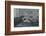 'The Dining Room - Walnut and sycamore furniture', 1942-Unknown-Framed Photographic Print