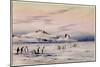 'The Discovery Winter Quarters', c.1901-04-Edward Adrian Wilson-Mounted Giclee Print