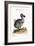 The Dodo, and the Guiney Pig, 1749-73-George Edwards-Framed Giclee Print