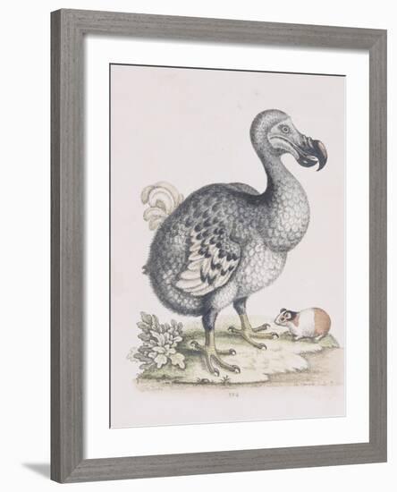 The Dodo-Frederick P. Nodder-Framed Giclee Print