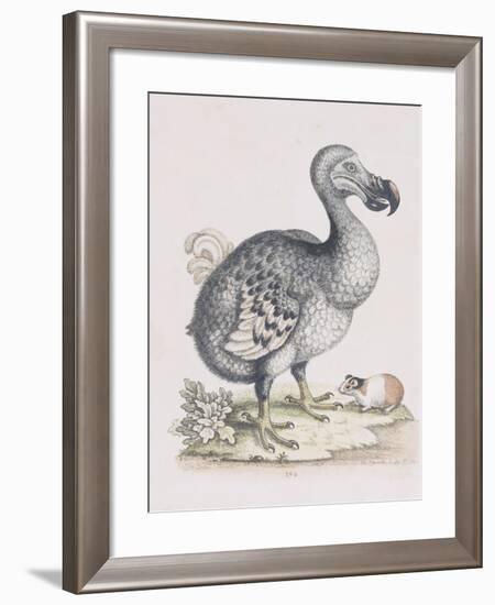 The Dodo-Frederick P. Nodder-Framed Giclee Print