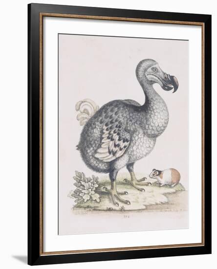 The Dodo-Frederick P. Nodder-Framed Giclee Print