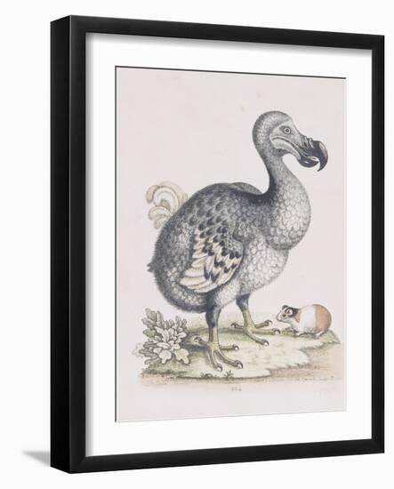 The Dodo-Frederick P. Nodder-Framed Giclee Print