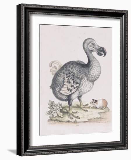 The Dodo-Frederick P. Nodder-Framed Giclee Print