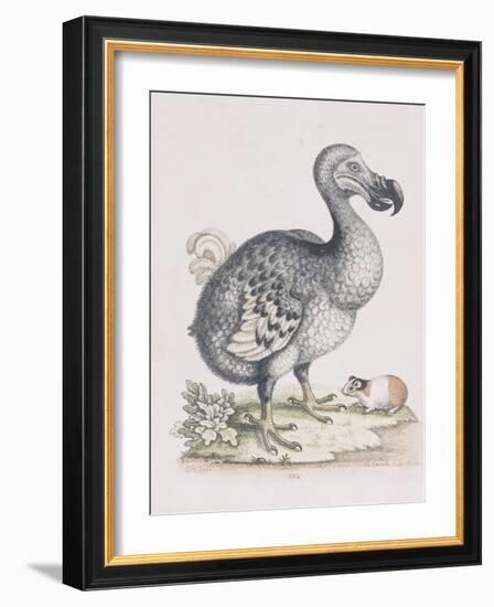 The Dodo-Frederick P. Nodder-Framed Giclee Print