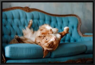 The Dog Lies on the Blue Couch. the Pet is Resting. Nova Scotia Duck  Tolling Retriever, Toller' Photographic Print - Dezy | Art.com