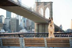Dog Standing in Front of Brooklyn Bridge and NYC Skyline Horizontal-The Dog Photographer-Photographic Print