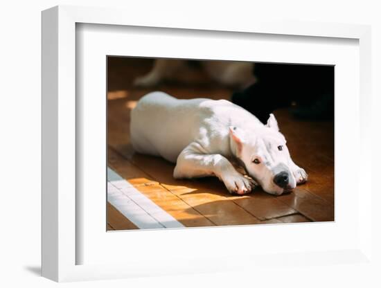 The Dogo Argentino also known as the Argentine Mastiff is a Large, White, Muscular Dog that Was Dev-Grisha Bruev-Framed Photographic Print