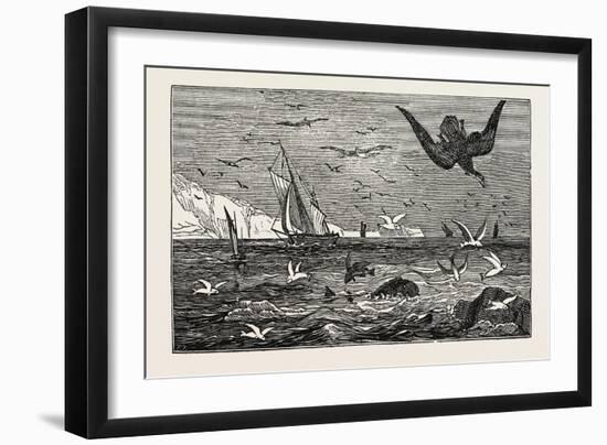 The Dolphin (Or Dorado) Pursuing the Flying Fish-null-Framed Giclee Print